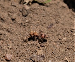 Dasymutilla snoworum