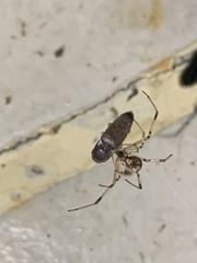 Latrodectus geometricus
