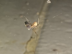 Latrodectus geometricus