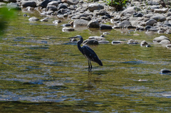 Egretta garzetta × gularis