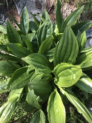 Gentiana lutea
