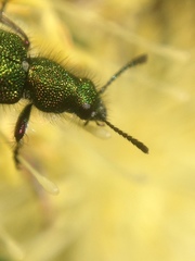 Eleale aulicodes