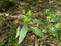 Yeatesia viridiflora