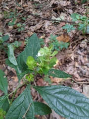 Yeatesia viridiflora