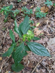 Yeatesia viridiflora