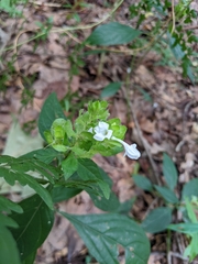 Yeatesia viridiflora