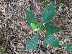 Yeatesia viridiflora