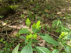Yeatesia viridiflora