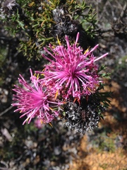 Isopogon dubius
