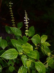 Orthosiphon thymiflorus