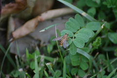 Ptecticus trivittatus