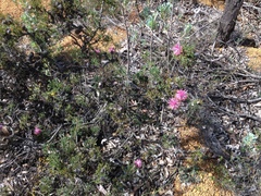 Isopogon dubius