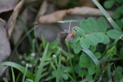 Ptecticus trivittatus