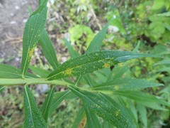 Coleosporium montanum