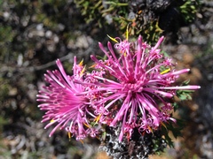 Isopogon dubius