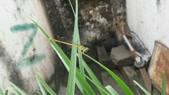 Ceriagrion coromandelianum