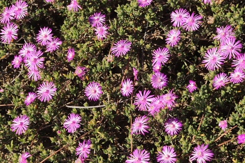 Pale dewplant