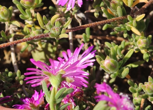 Representative image of Drosanthemum floribundum