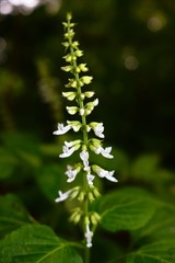 Orthosiphon thymiflorus