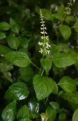 Orthosiphon thymiflorus