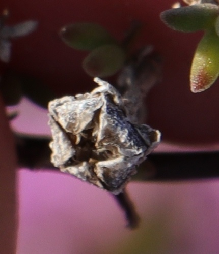 Pale dewplant