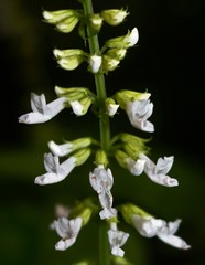 Orthosiphon thymiflorus
