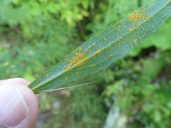 Coleosporium montanum