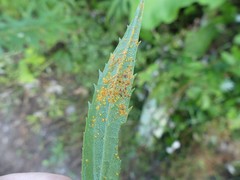 Coleosporium montanum