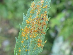 Coleosporium montanum