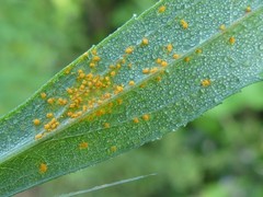 Coleosporium montanum