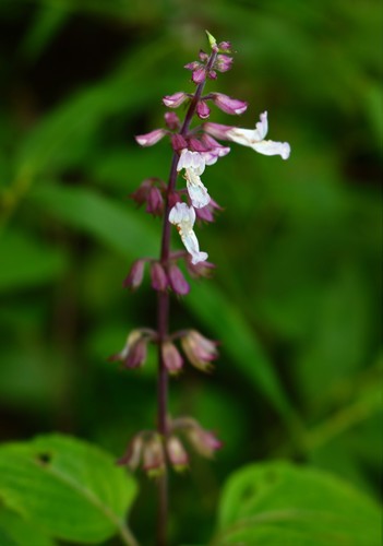 Orthosiphon thymiflorus (Roth) Sleesen