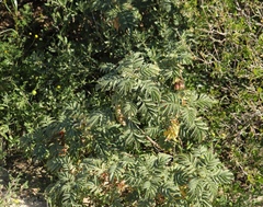 Melianthus