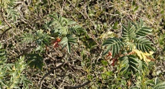 Melianthus