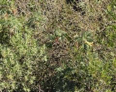 Melianthus