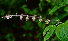 Orthosiphon thymiflorus