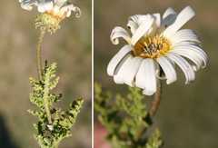 Arctotis aspera aspera