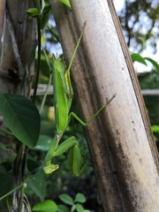 Hierodula patellifera patellifera