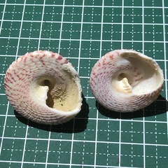 Trochus maculatus