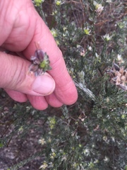 Amphithalea tomentosa