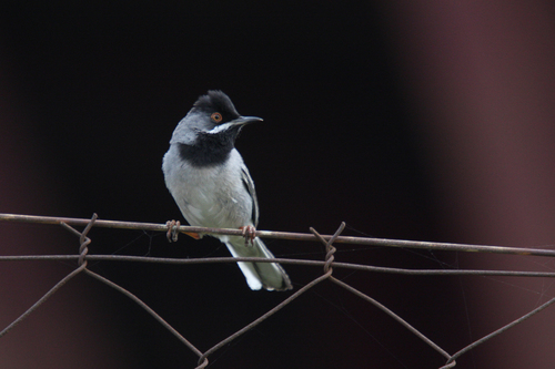 Rüppell's Warbler (Curruca ruppeli), photo 9