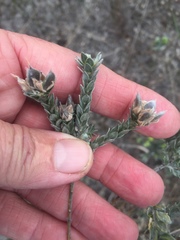 Amphithalea tomentosa