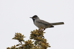 Curruca ruppeli