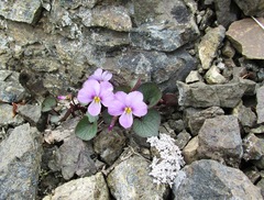 Viola flettii