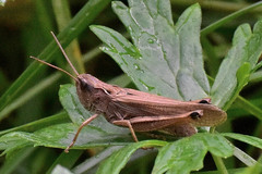 Chorthippus fallax fallax