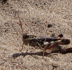 Oedaleus asiaticus