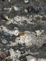 Vanessa atalanta