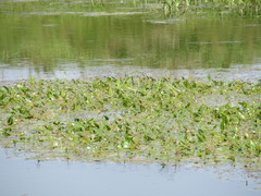 Sagittaria natans