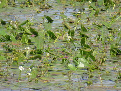 Sagittaria natans