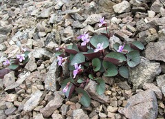 Viola flettii
