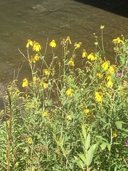 Rudbeckia laciniata